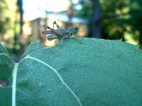 Patience Grasshopper