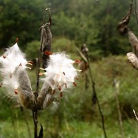 Nature Stuff