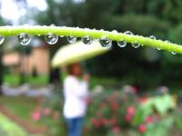 Raindrops Keep Falling