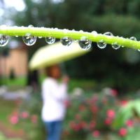 Raindrops Keep Falling