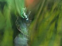 Shades of Green