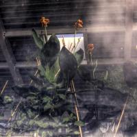 Day of the Triffids