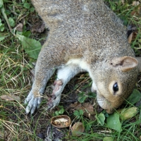 A Nut Too Far