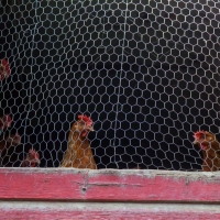 Proper Clucked