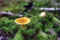 A Walk in the Woods