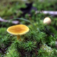 A Walk in the Woods