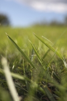 Green Green Grass