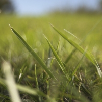 Green Green Grass