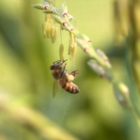 Dropping Pollen