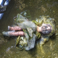 The Frog Princess