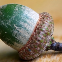 An Acorn