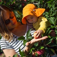 Picking Apples