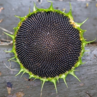 Black Hole Sun
