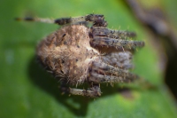 Your Fuzzy Friend