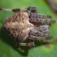 Your Fuzzy Friend