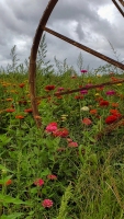 Flower Wheel & Dark Clouds