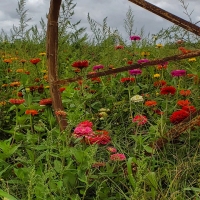 Flower Wheel & Dark Clouds