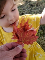 Signs of Fall