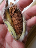 Ready for Harvest