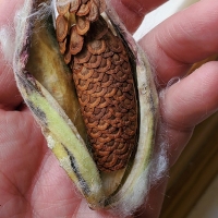 Ready for Harvest