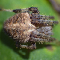 Your Fuzzy Friend