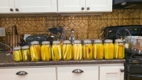 A Bit of a Pickle