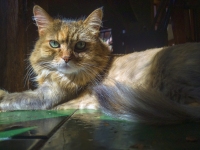 Reclining Cat