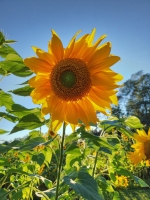 I Like the Flower