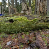 Mossy
