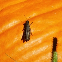 Pumpkin Pioneer