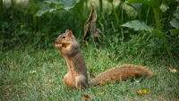 Garden Squirrel