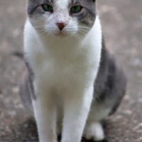 Smokey the Cat