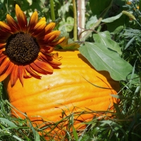 Garden Decor