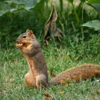 Garden Squirrel