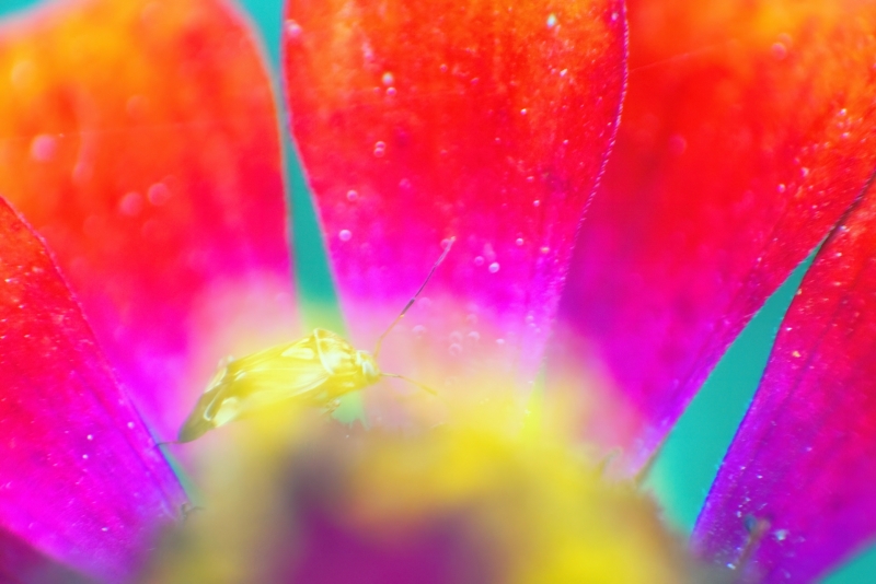 A Splash of Colour