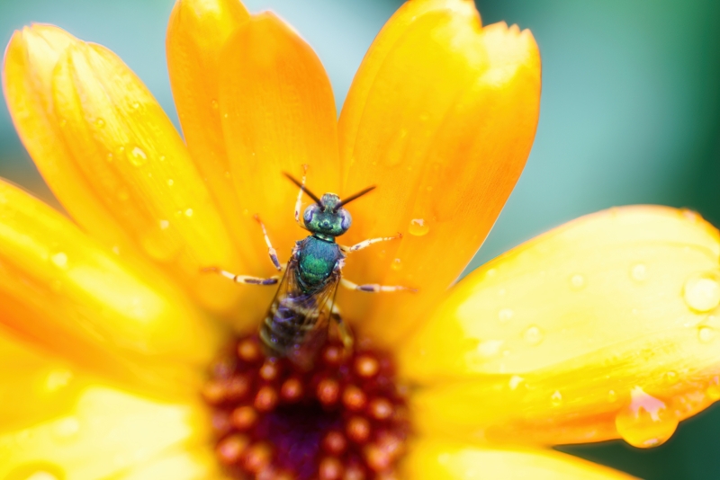Agapostemon Texanus?