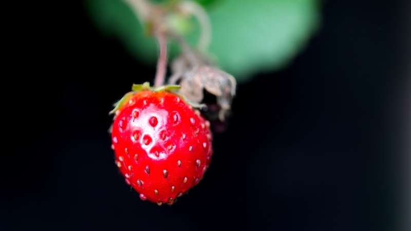 September's Bounty