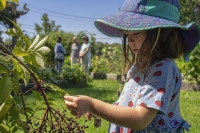 The Elderberry Harvest