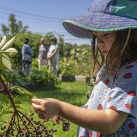 The Elderberry Harvest