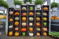 Celebrity Pumpkins