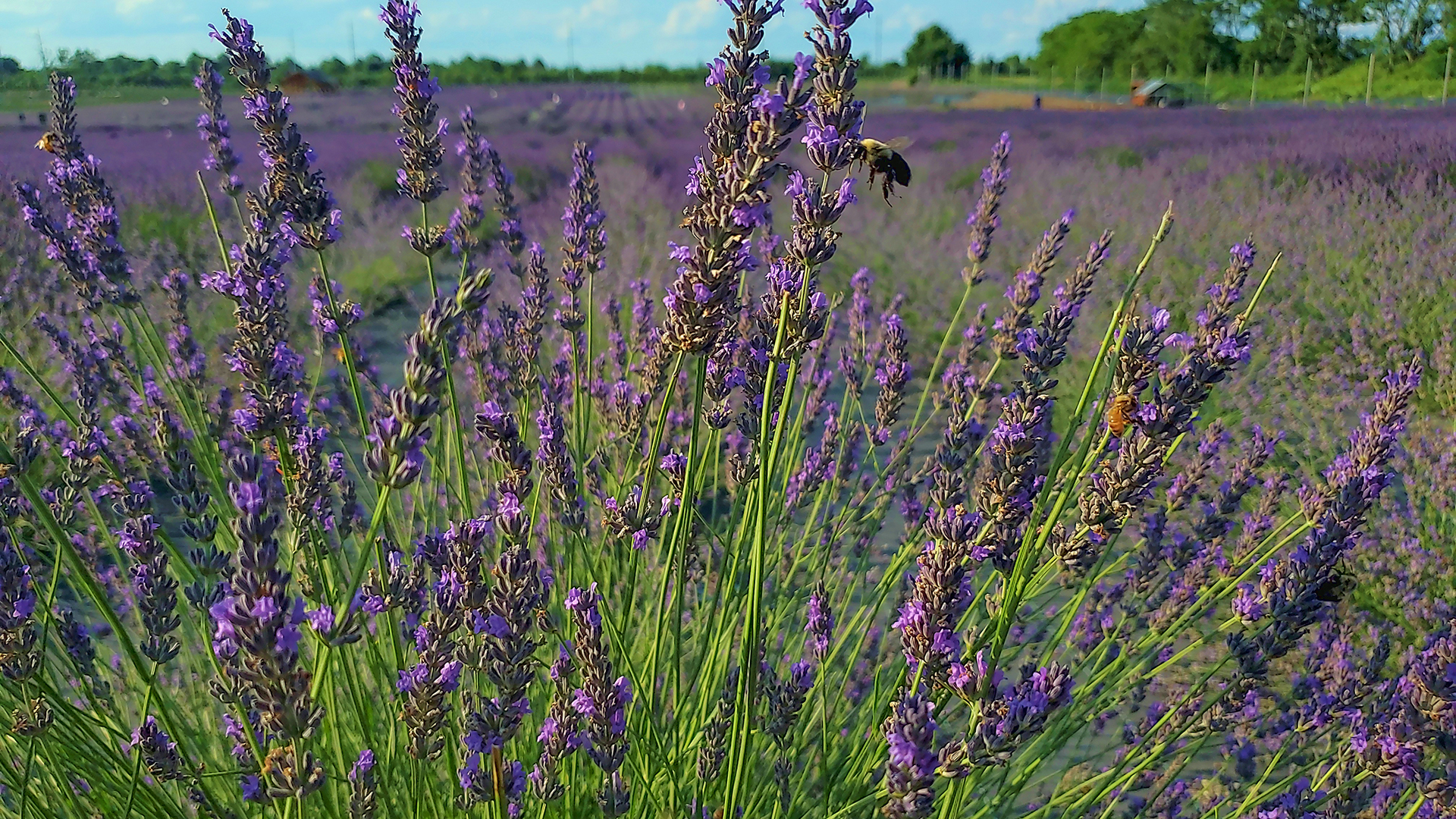 Lavender Fields Forever