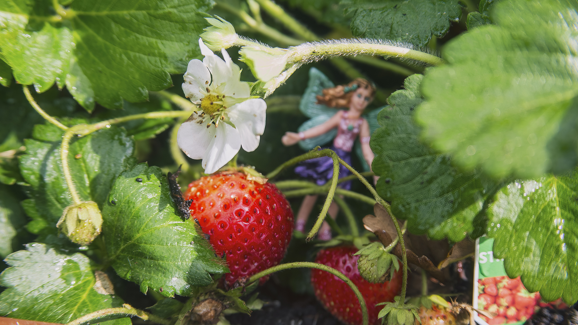 Fay's Strawberry Patch