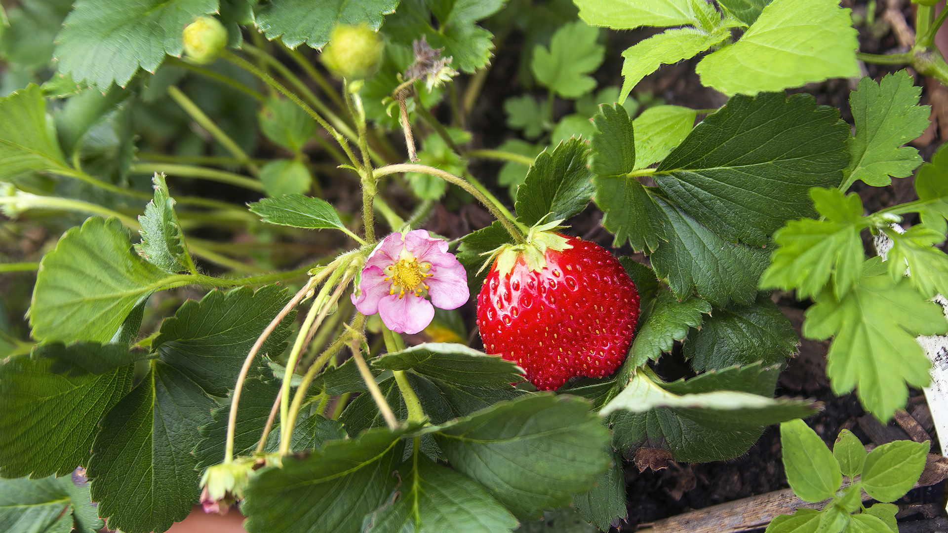 Fairy Garden Fruit