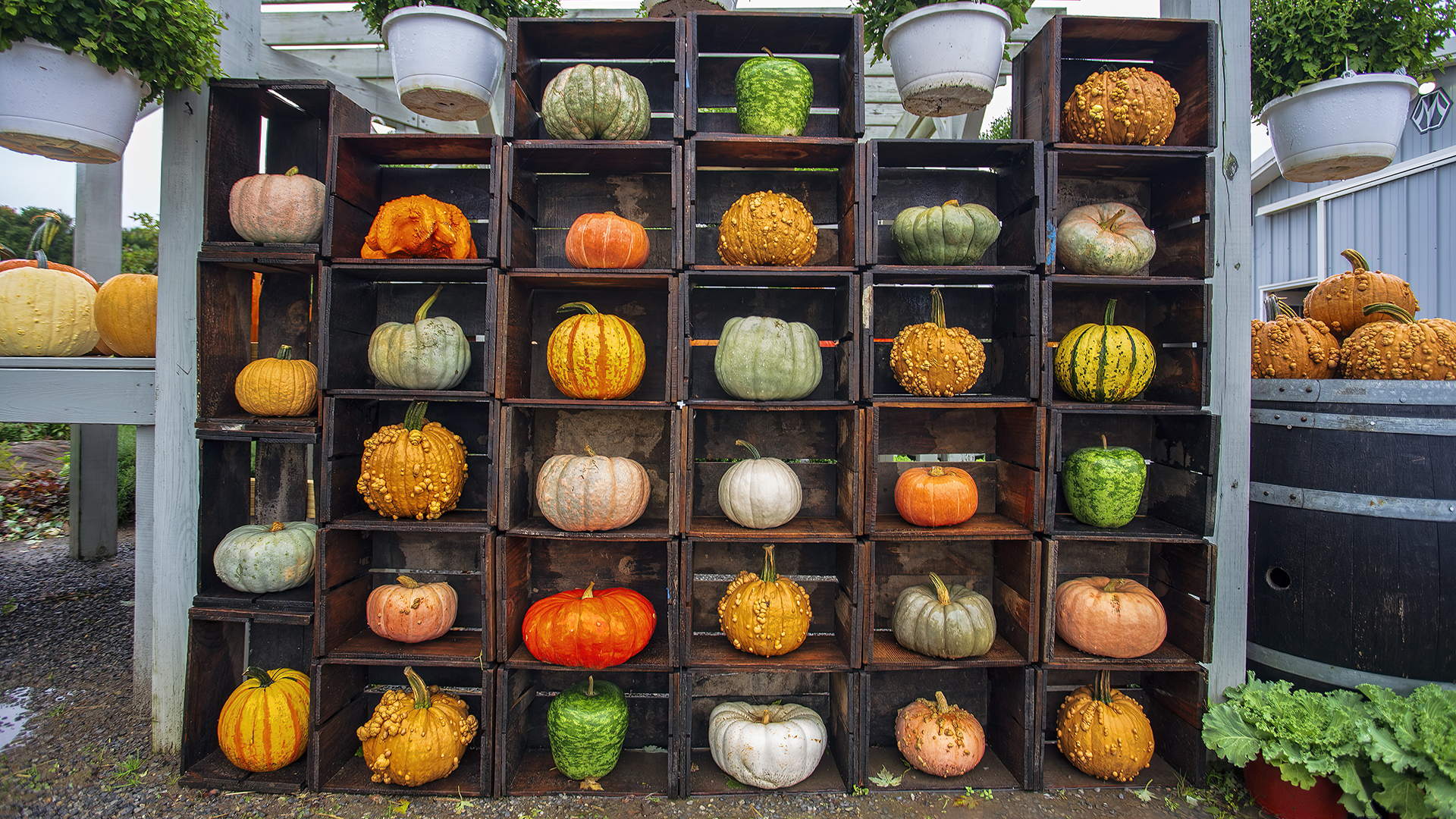 Celebrity Pumpkins