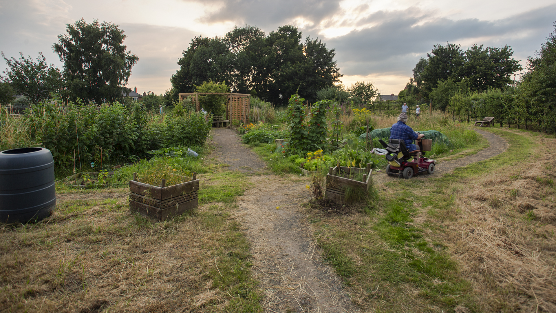 Down on the Allotment