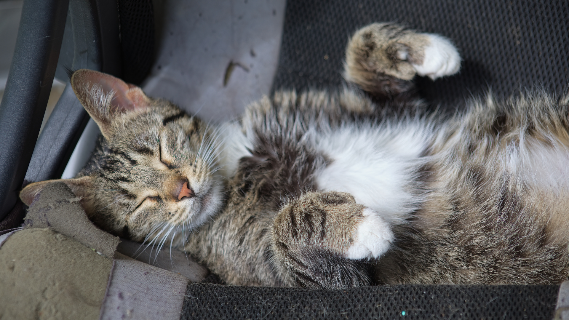 Cat Napping