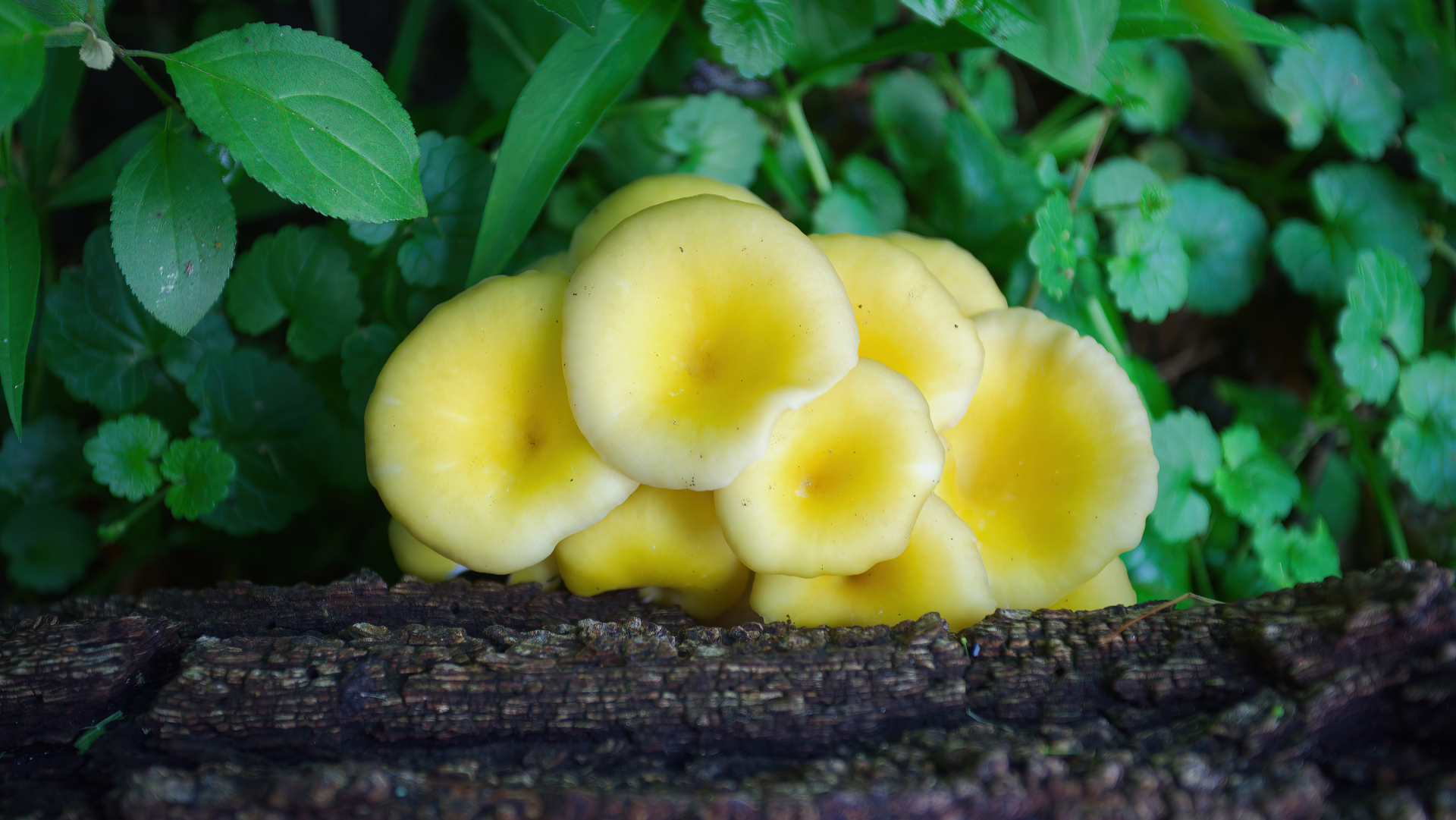 Pleurotus Citrinopileatus?