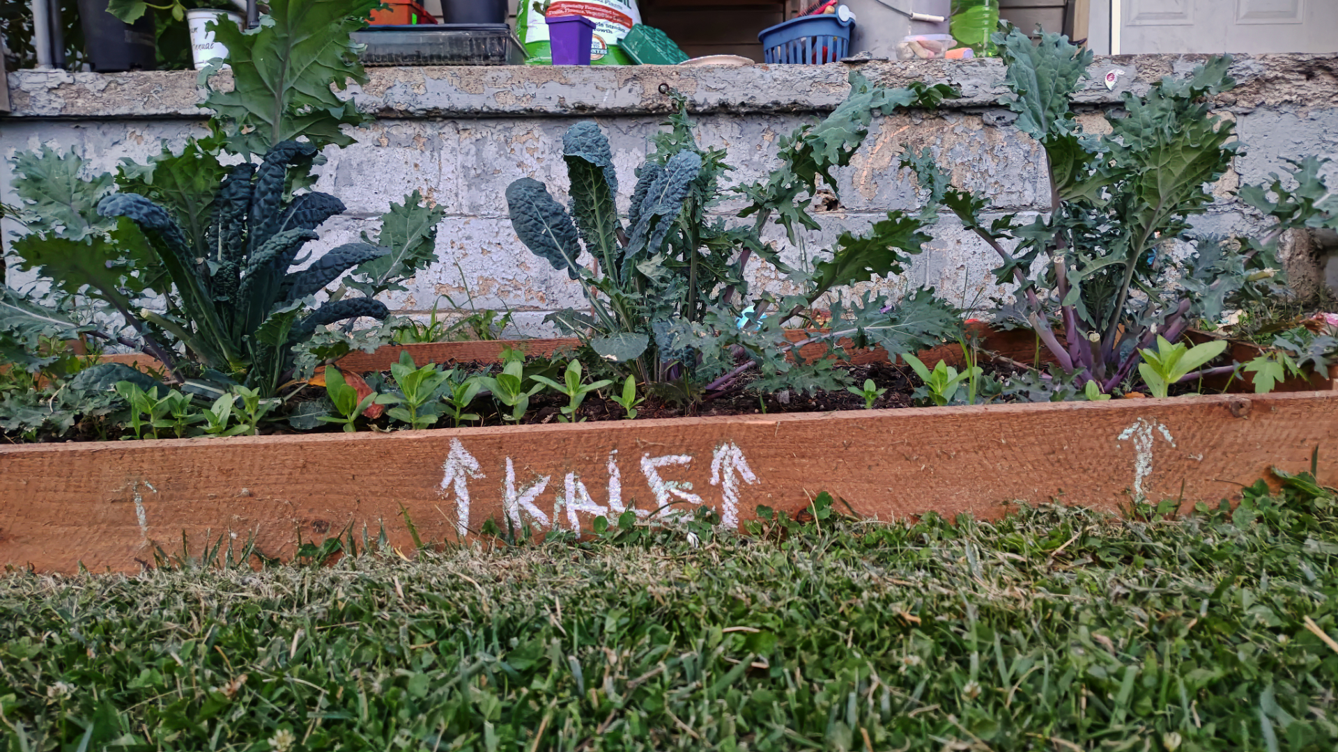 Garden Progress