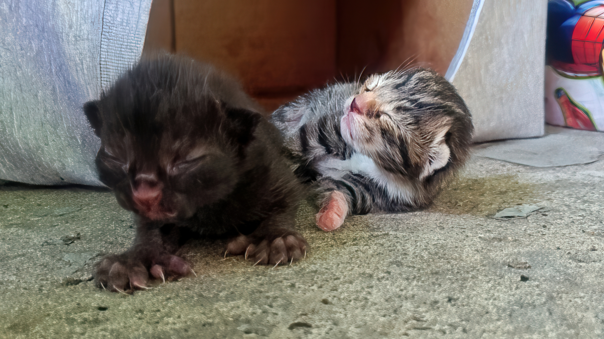 Polydactyl Pals