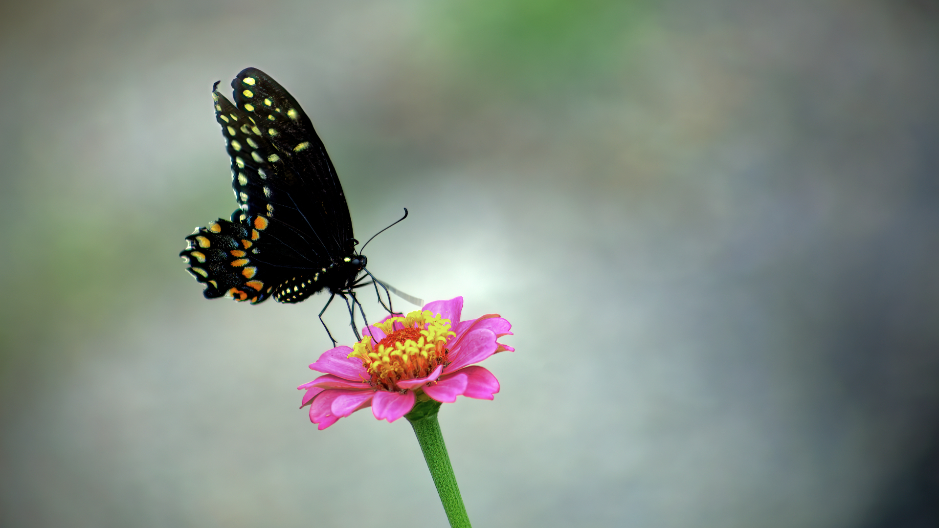 Fleeting Visit